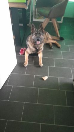 Süße Schäferhündin sucht neues Zuhause