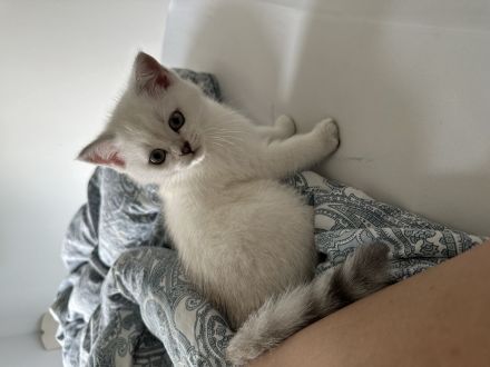 Britisch kurzhaar Kitten Katzen