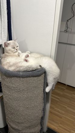 Britisch kurzhaar Kitten Katzen