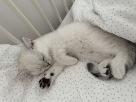 Britisch kurzhaar Kitten Katzen