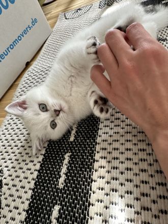 Britisch kurzhaar Kitten Katzen