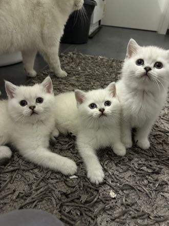 Britisch kurzhaar Kitten Katzen