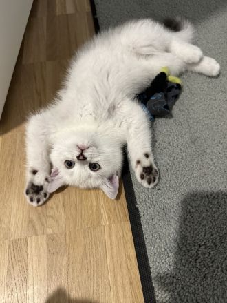 Britisch kurzhaar Kitten Katzen