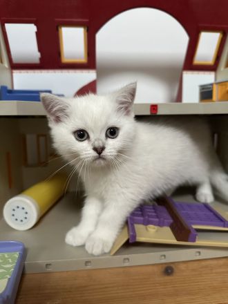 Britisch kurzhaar Kitten Katzen