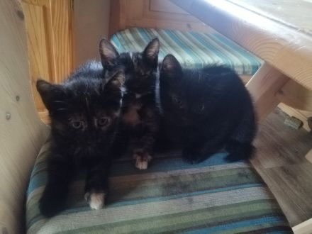 4 liebe Babykatzen abzugeben, Kätzchen, Kitten