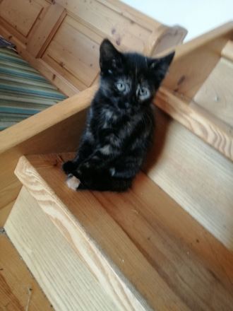 4 liebe Babykatzen abzugeben, Kätzchen, Kitten