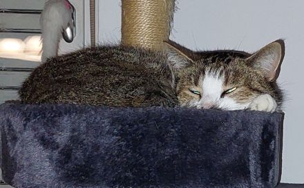 Sehr verschmuster Kater (9 JAHRE)sucht Lieblingsmenschen