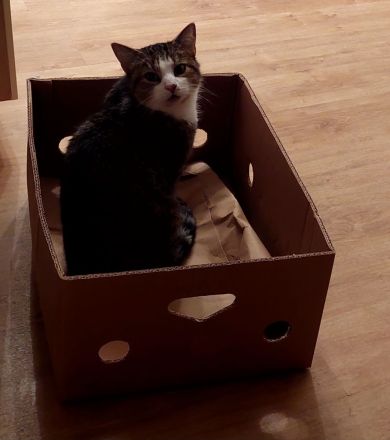 Sehr verschmuster Kater (9 JAHRE)sucht Lieblingsmenschen