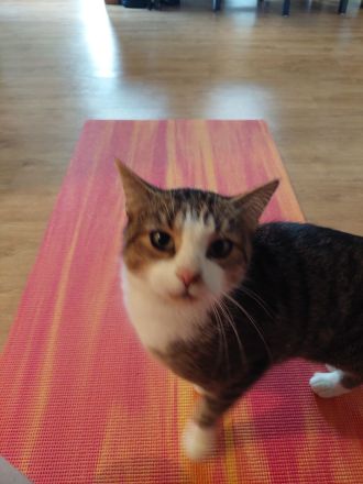 Sehr verschmuster Kater (9 JAHRE)sucht Lieblingsmenschen