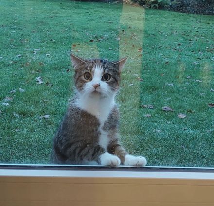 Sehr verschmuster Kater (9 JAHRE)sucht Lieblingsmenschen