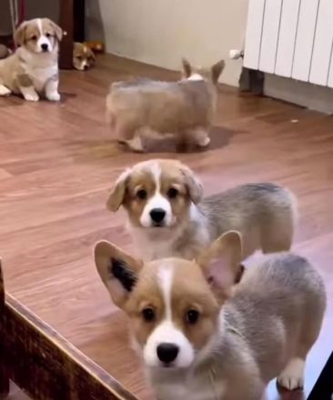 Welsh Corgi Pembroke