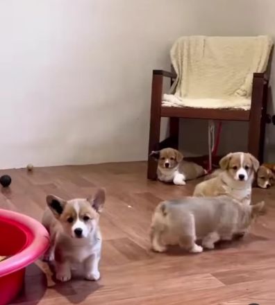 Welsh Corgi Pembroke