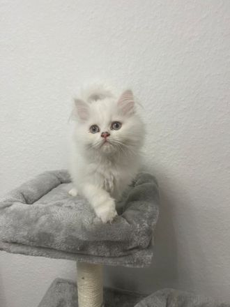 Perserkatzen zu verkaufen WEIBLICH , 800 Euro für beide insgesamt!