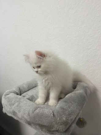 Perserkatzen zu verkaufen WEIBLICH , 800 Euro für beide insgesamt!