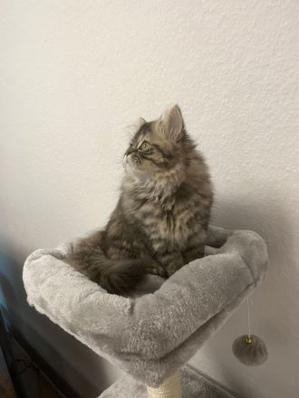 Perserkatzen zu verkaufen WEIBLICH , 800 Euro für beide insgesamt!