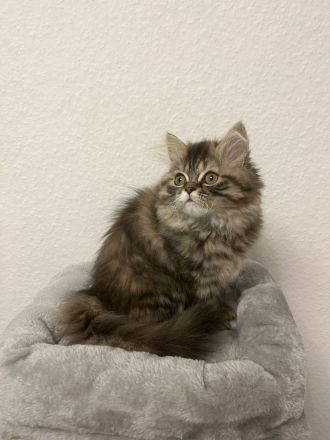 Perserkatzen zu verkaufen WEIBLICH , 800 Euro für beide insgesamt!