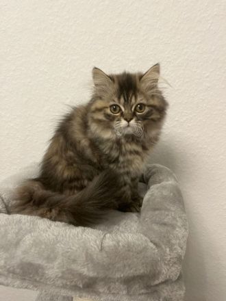 Perserkatzen zu verkaufen WEIBLICH , 800 Euro für beide insgesamt!