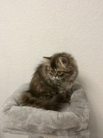 Perserkatzen zu verkaufen WEIBLICH , 800 Euro für beide insgesamt!