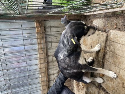 RONI  ca. 3 1/2-jährige, skeptische Hündin, ca. 47 cm, braucht etwas Zeit zum Auftauen