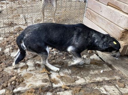 RONI  ca. 3 1/2-jährige, skeptische Hündin, ca. 47 cm, braucht etwas Zeit zum Auftauen