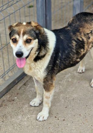 Bjarne, schon älter, ganz freundlich, sucht einen Altersruhesitz