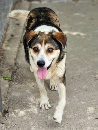 Bjarne, schon älter, ganz freundlich, sucht einen Altersruhesitz