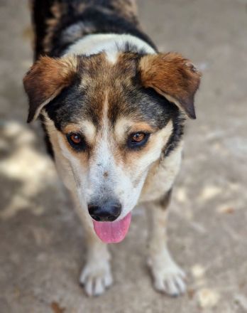 Bjarne, schon älter, ganz freundlich, sucht einen Altersruhesitz