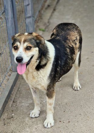 Bjarne, schon älter, ganz freundlich, sucht einen Altersruhesitz