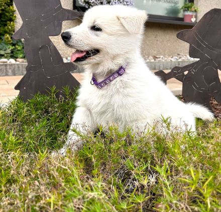 Welpen Weißer Schweizer Schäferhund Rüde, Hündin