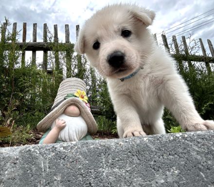 Welpen Weißer Schweizer Schäferhund Rüde, Hündin