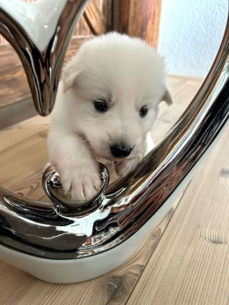 Welpen Weißer Schweizer Schäferhund Rüde, Hündin