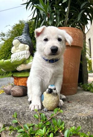 Welpen Weißer Schweizer Schäferhund Rüde, Hündin