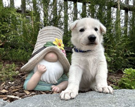 Welpen Weißer Schweizer Schäferhund Rüde, Hündin