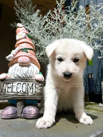 Welpen Weißer Schweizer Schäferhund Rüde, Hündin