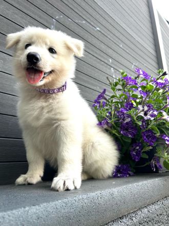 Welpen Weißer Schweizer Schäferhund Rüde, Hündin