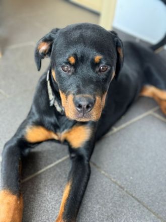 Rottweilerrüde abzugeben