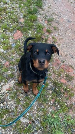 Rottweilerrüde abzugeben