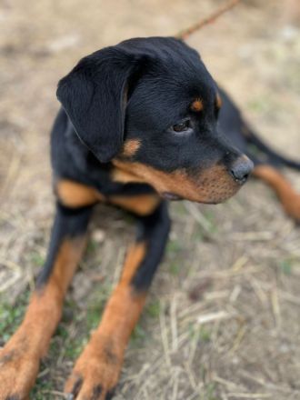 Rottweilerrüde abzugeben