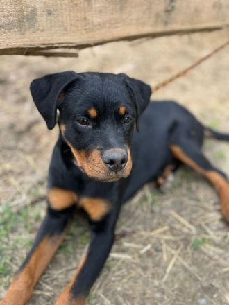 Rottweilerrüde abzugeben