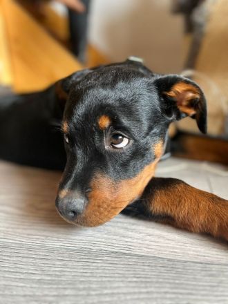 Rottweilerrüde abzugeben