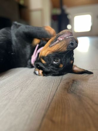 Rottweilerrüde abzugeben