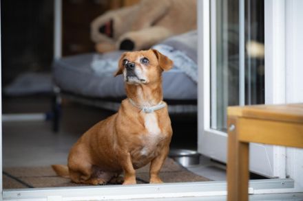 Penelope, kleine, süße Hundedame, 10 Jahre alt - Pflegestelle in 53797 Lohmar