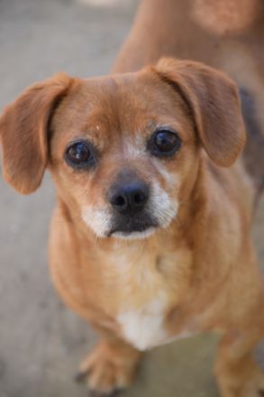 Penelope, kleine, süße Hundedame, 10 Jahre alt - Pflegestelle in 53797 Lohmar