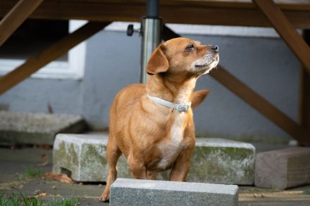 Penelope, kleine, süße Hundedame, 10 Jahre alt - Pflegestelle in 53797 Lohmar