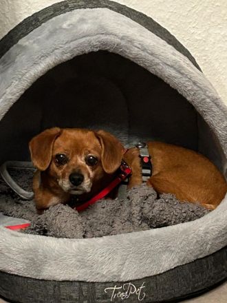 Penelope, kleine, süße Hundedame, 10 Jahre alt - Pflegestelle in 53797 Lohmar