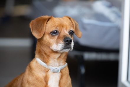 Penelope, kleine, süße Hundedame, 10 Jahre alt - Pflegestelle in 53797 Lohmar