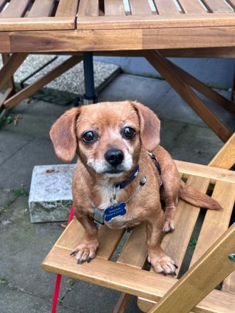 Penelope, kleine, süße Hundedame, 10 Jahre alt - Pflegestelle in 53797 Lohmar