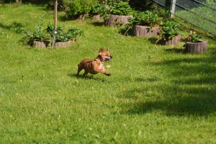 Penelope, kleine, süße Hundedame, 10 Jahre alt - Pflegestelle in 53797 Lohmar