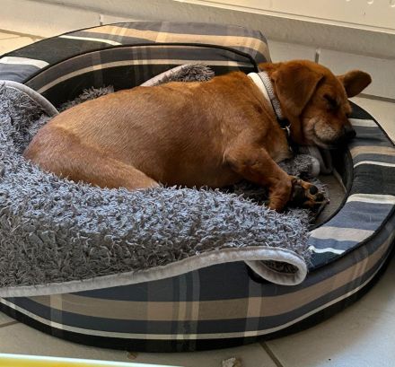 Penelope, kleine, süße Hundedame, 10 Jahre alt - Pflegestelle in 53797 Lohmar