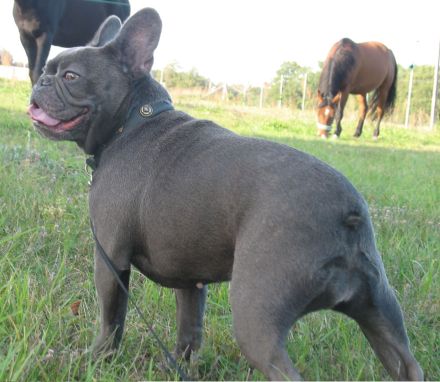 Französische Bulldogge Blaue mit Ahnentafel.